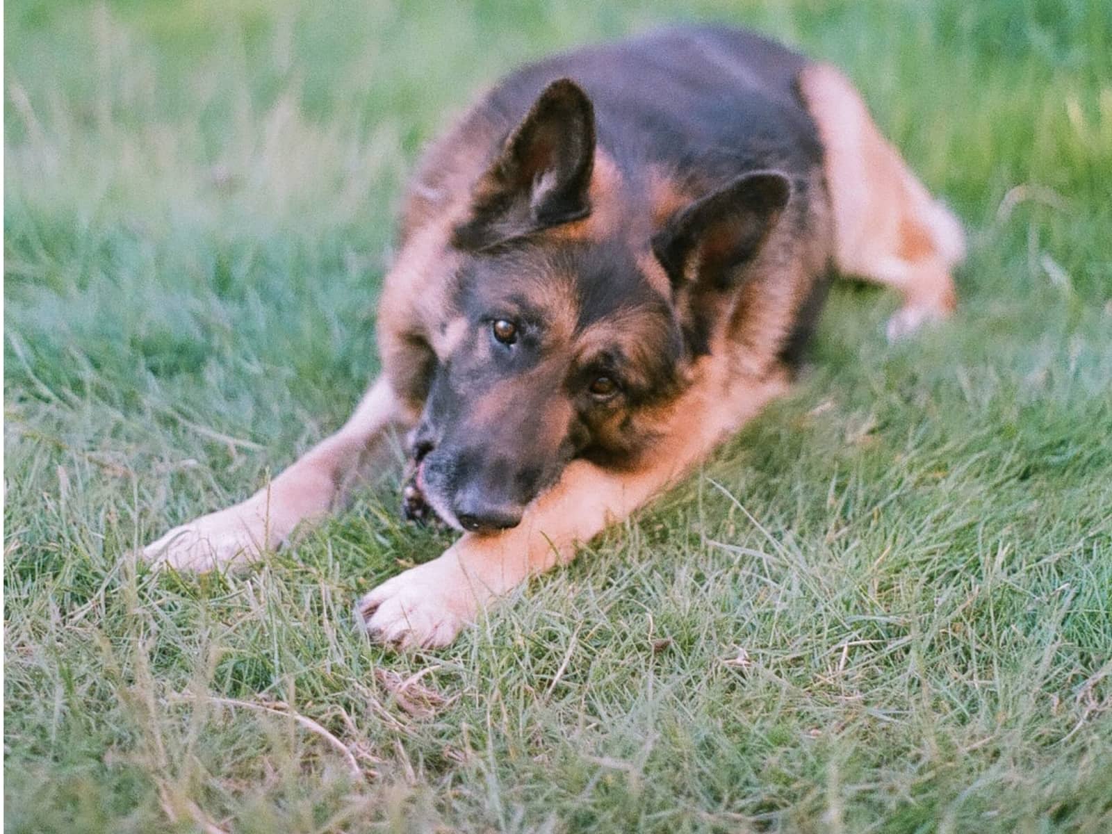 A pet parent's guide to dislocated hips